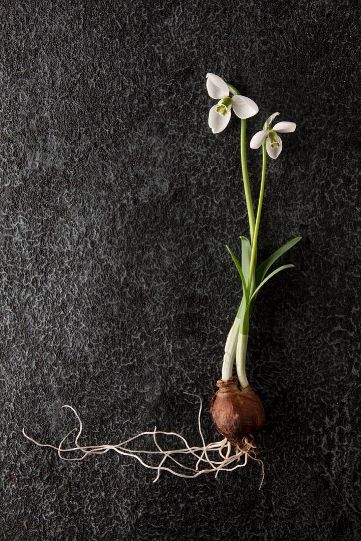 Schneeglöckchen (Galanthus) mit Zwiebel auf dunklem Untergrund