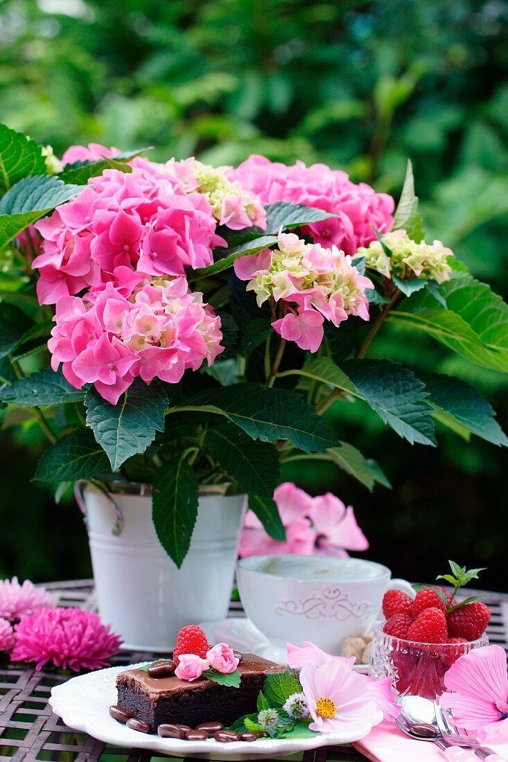Pinkfarbene Hortensien im Topf und Dessertspeisen auf Gartentisch