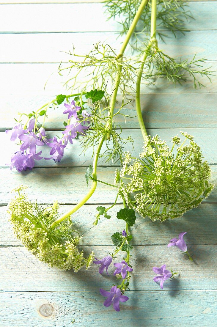 Dill flowers and campanulas