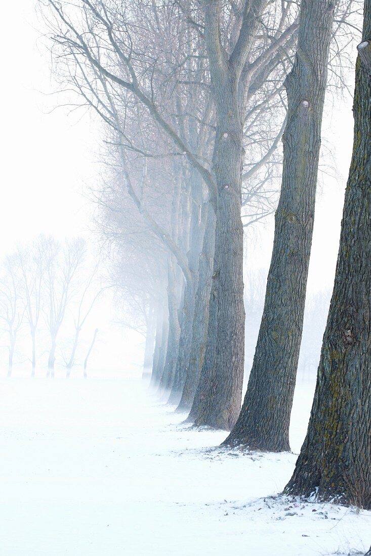 Long row of trees in snowy landscape