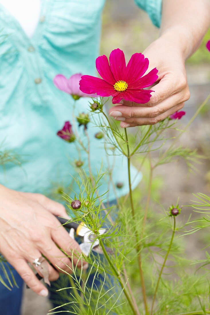 Woman cutting cosmea in garden