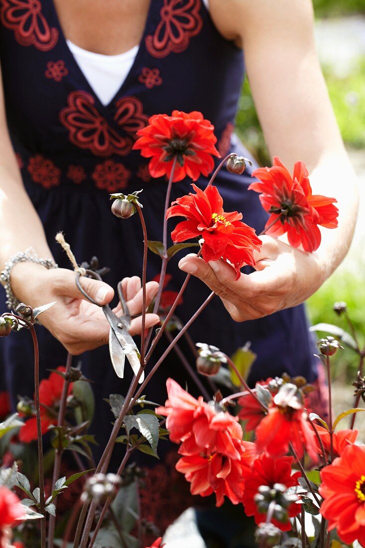Woman cutting red dahlias in garden
