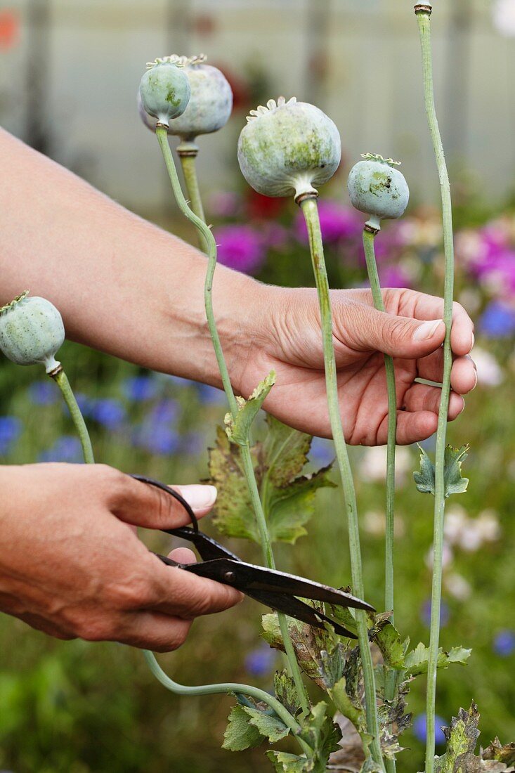 Woman cutting poppy seed heads in garden