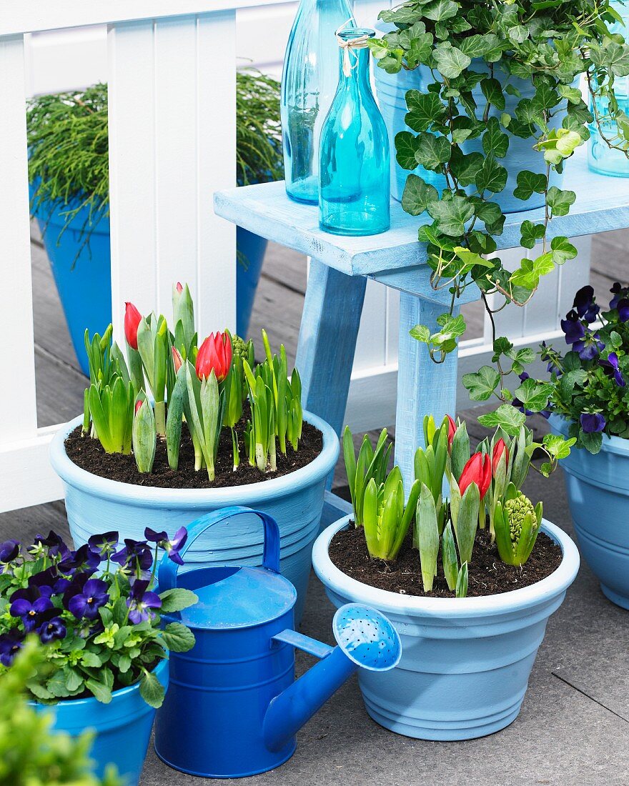 Stiefmütterchen, Hyazinthen, Krokusse und Tulpen in Töpfen auf der Terrasse