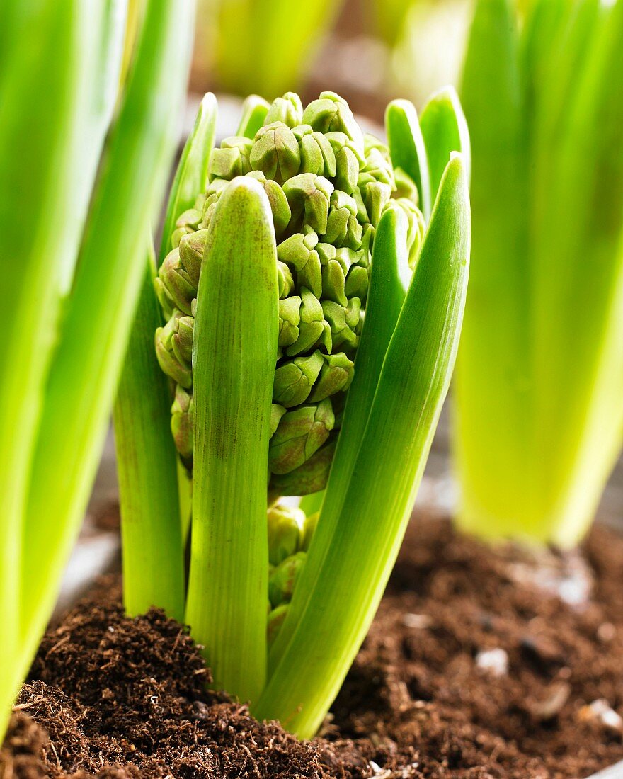 Potted hyacinth (close-up)