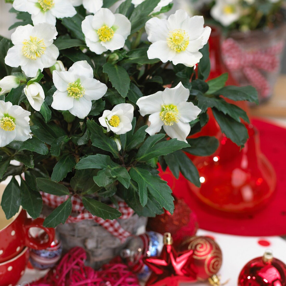 Schneerosen im Blumentopf und rote Christbaumkugeln als Weihnachtsdeko