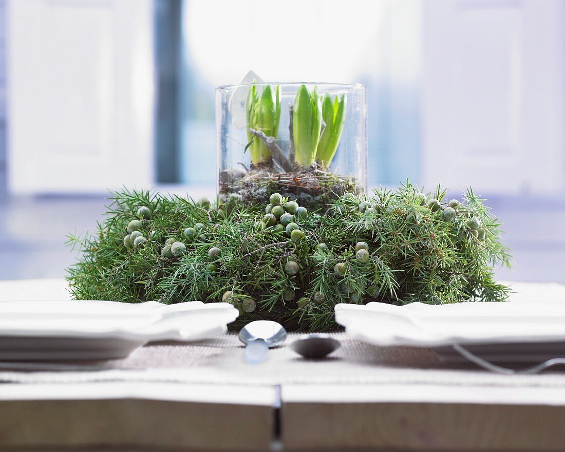 Wintery table centrepiece of jar of hyacinths in wreath of juniper