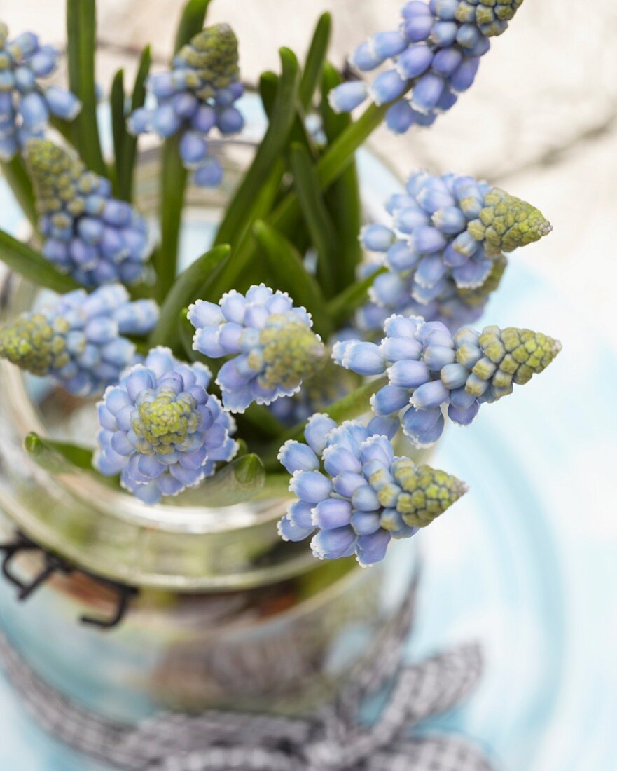 Grape hyacinths in jar with handle and gingham ribbon (close-up)