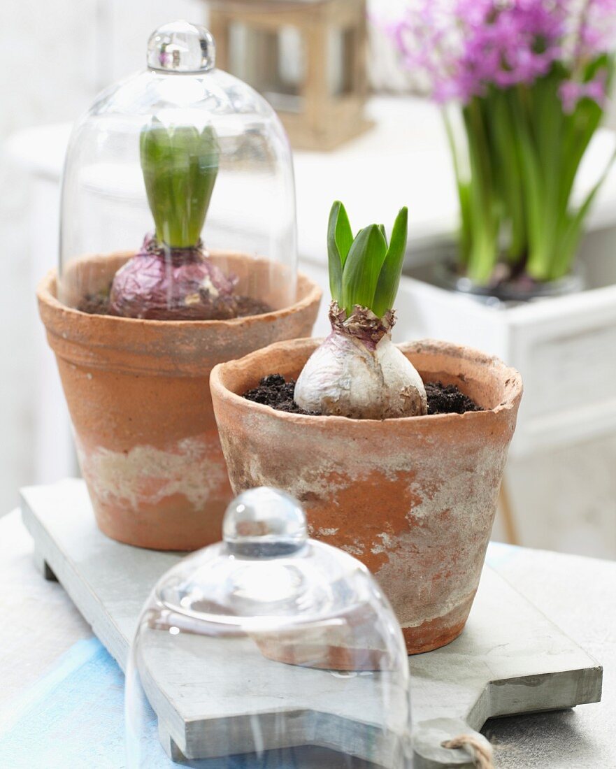 Hyacinths in old plant pots, one covered with glass cloche, on board on terrace