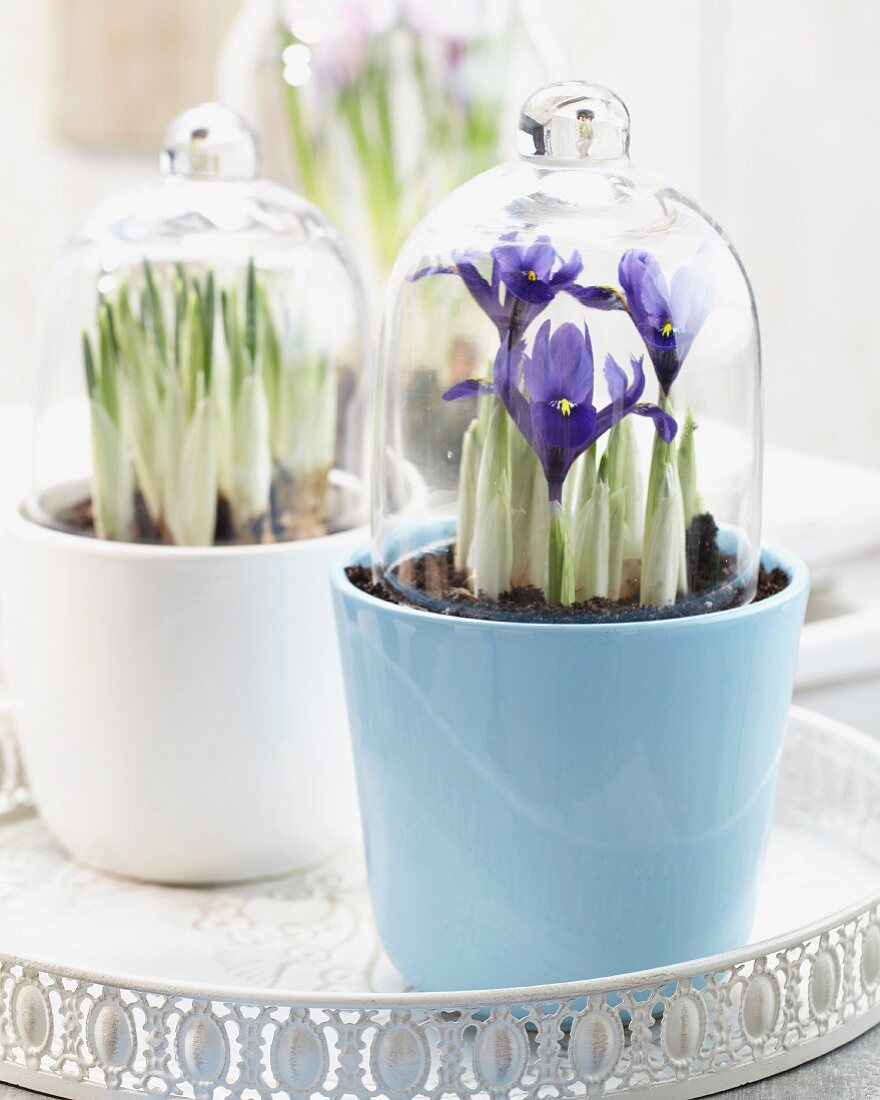 Iris reticulata in pots with glass cloches