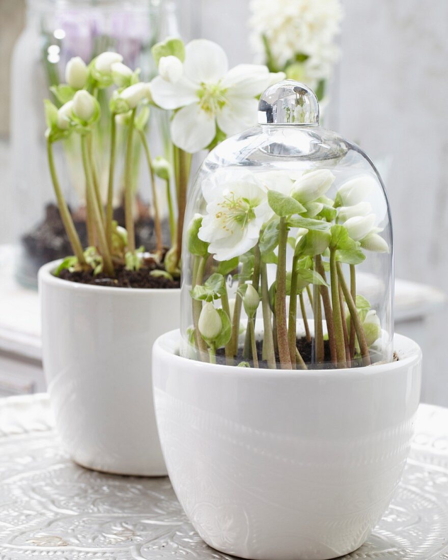 Hellebores in plant pots, one with a glass cloche
