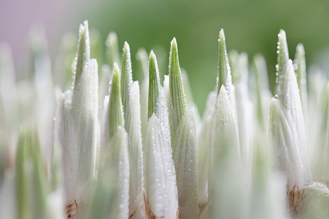 Iris reticulata (Close Up)