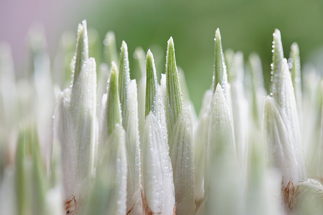 Iris reticulata (close-up)
