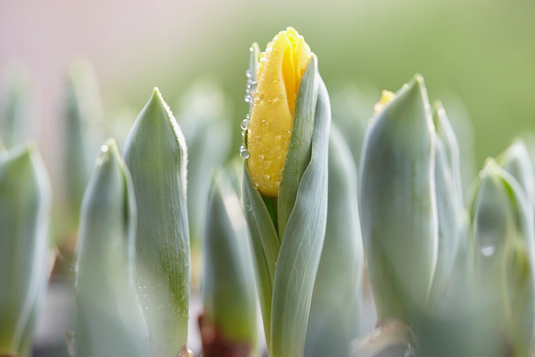 Yellow tulips and bulbs (close-up)