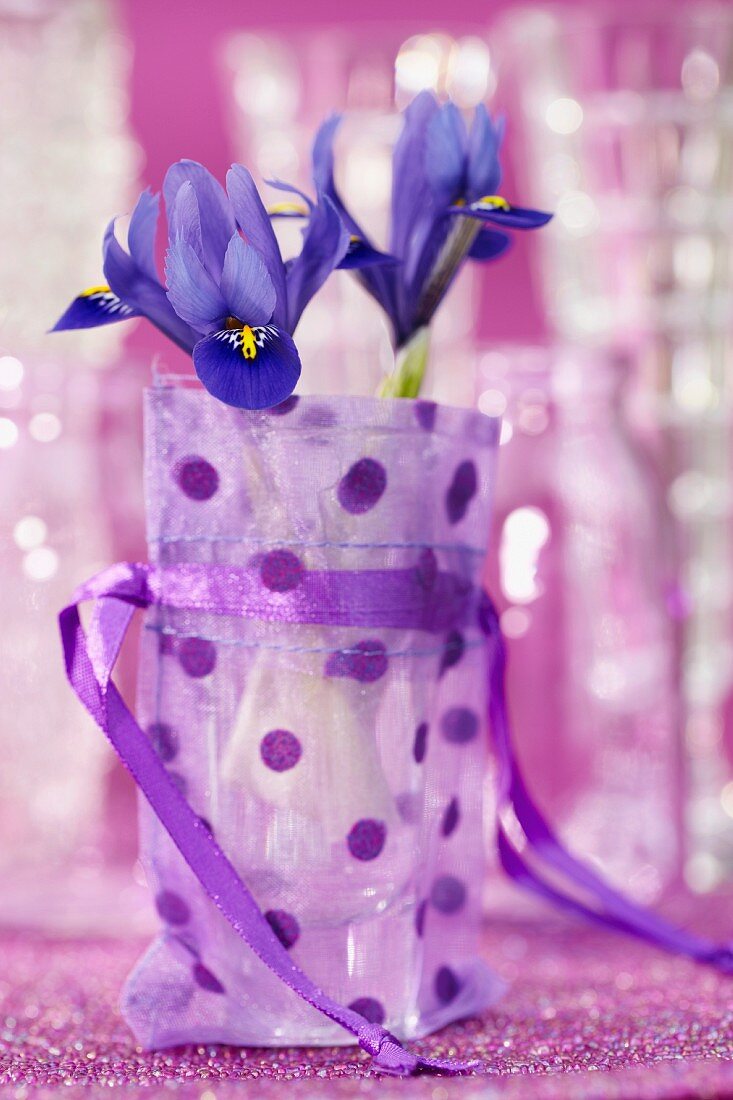 Iris reticulata in water glass in gift bag