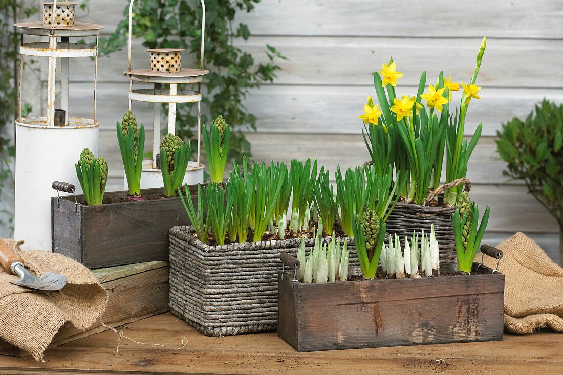 Various spring flowers in rectangular planters on terrace