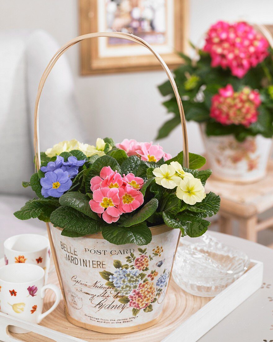 Primulas of different colours in romantic planter with handle