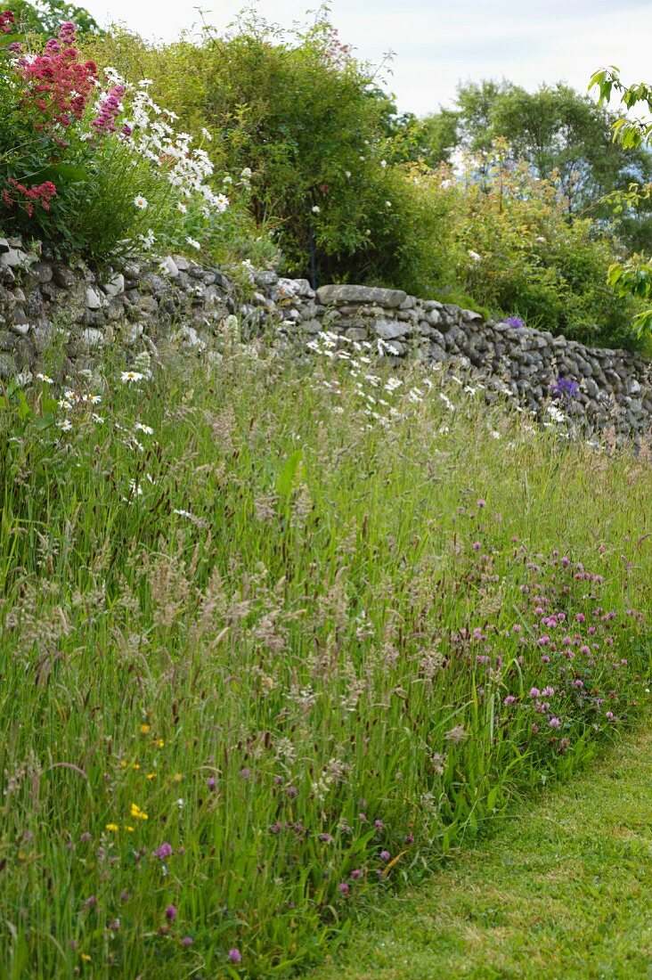 Flowering cottage garden with stone wall