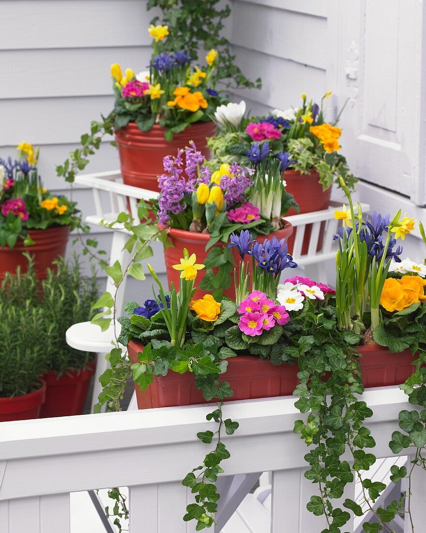 Bunte Frühlingsblumen auf der Terrasse