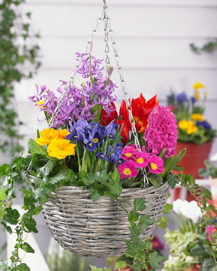 Blumenampel mit verschiedenen Frühlingsblumen auf der Terrasse