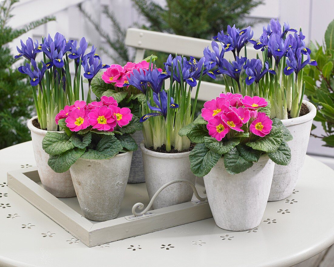 Potted primulas and iris on terrace table