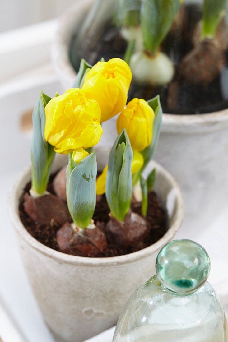 Gelbe Tulpen in Blumentöpfen