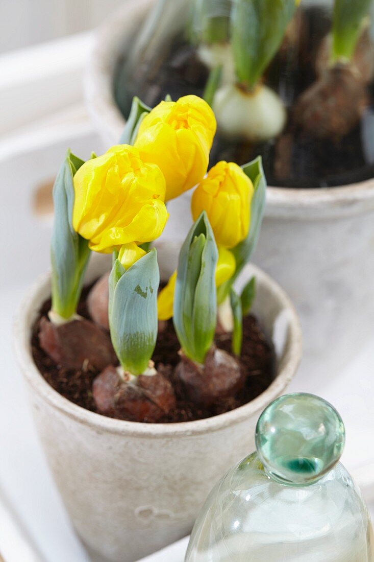 Potted yellow tulips