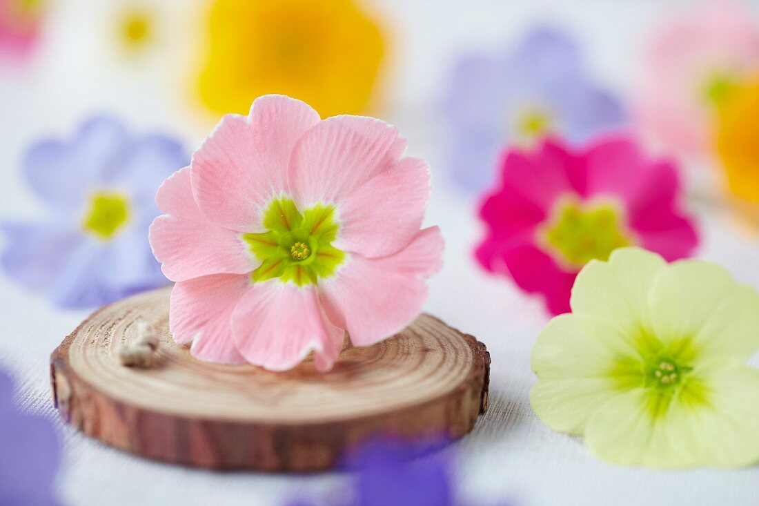 Pink primula flower and twine on disc of wood