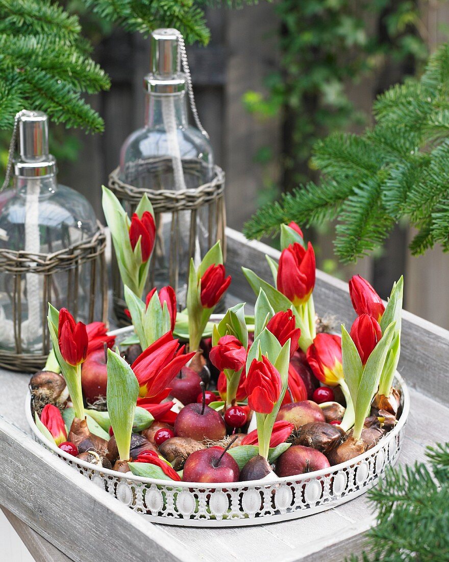 Weisses Tablett mit roten Tulpen und Nikolausäpfeln