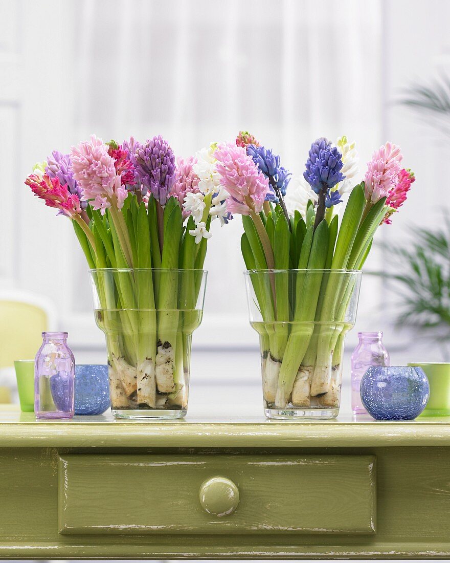 Colourful bouquets of hyacinths in glass vases