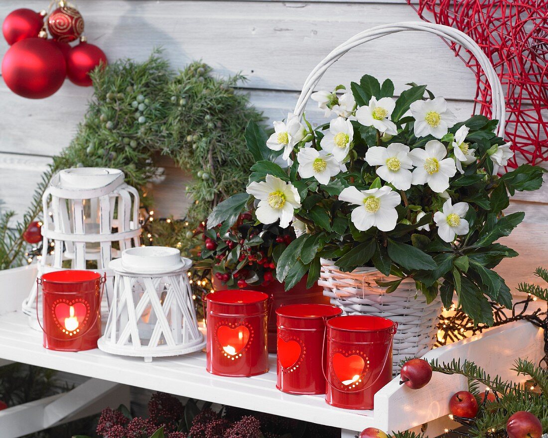 Blühende Schneerose in weißem Körbchen inmitten rot-weisser Weihnachtsdekoration