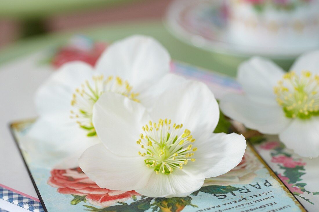 weiße Schneerosenblüten auf nostalgischer Postkarte