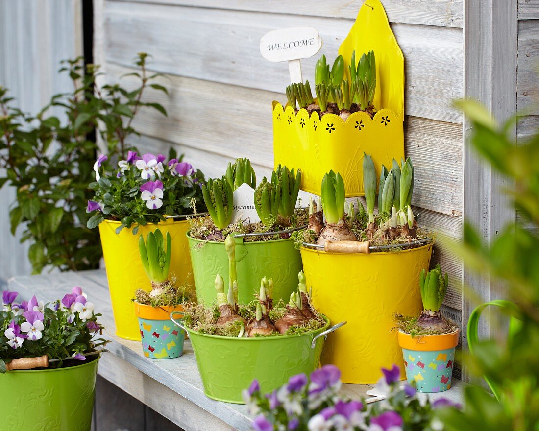 Spring atmosphere with sprouting bulbs in yellow and green planters