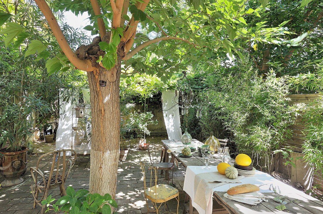 Lange Tafel unter schattenspendendem Baum in mediterranem Garten
