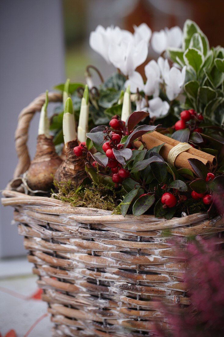 Autumnal arrangement in wicker planter with narcissus bulbs, wintergreen, cinnamon sticks and cyclamen