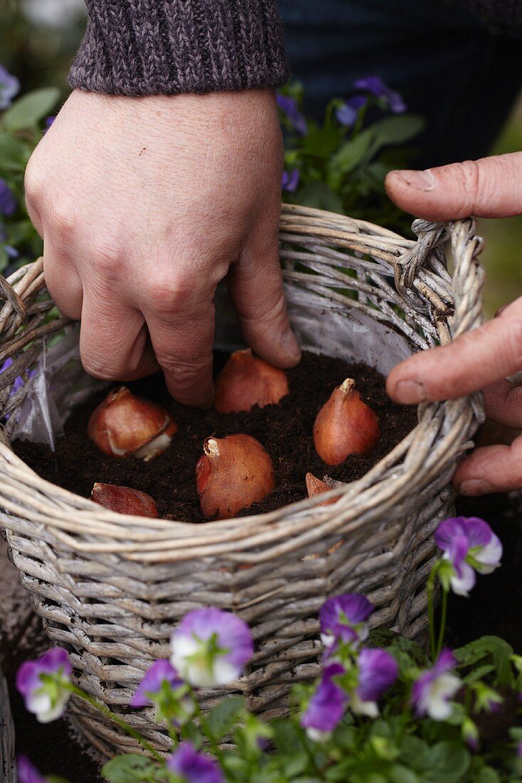 Planting tulip bulbs in basket for autumn display