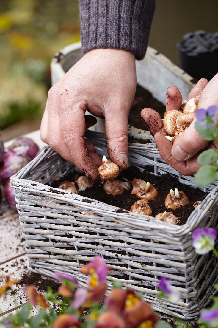 Planting crocus bulbs in a basket for an autumn display