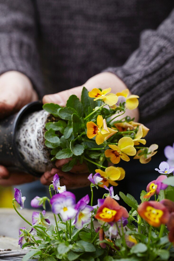 Planting violas in a basket for an autumn display