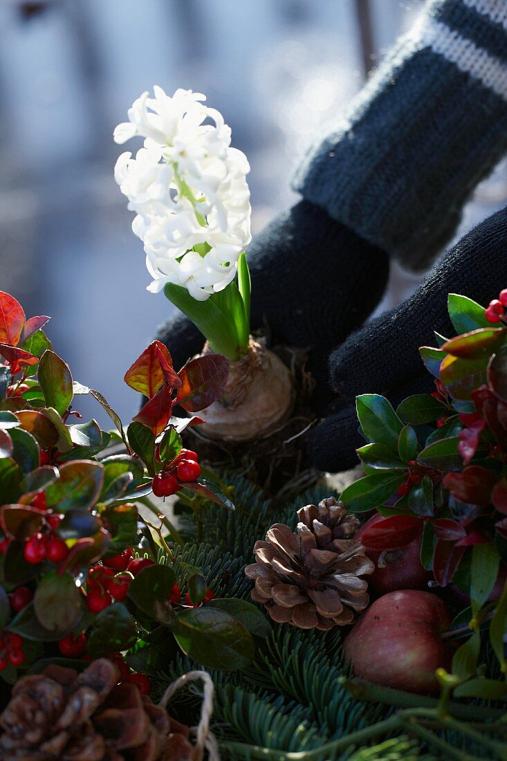 Making a Christmas arrangement of fir branches, wintergreen, bay, apples, hyacinths and pine cones