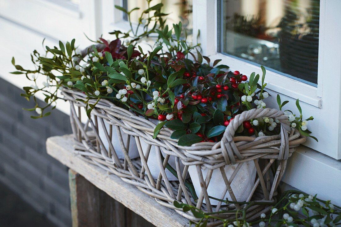Wicker Christmas window box with mistletoe, bay and gaultheria