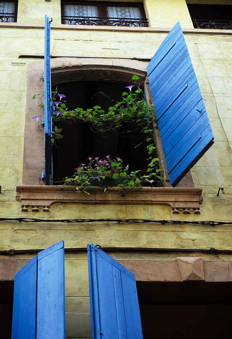 Offenes Fenster mit blühenden Winden in historischer Fassade eines südfranzösischen Stadthauses mit blau getönten Fensterläden