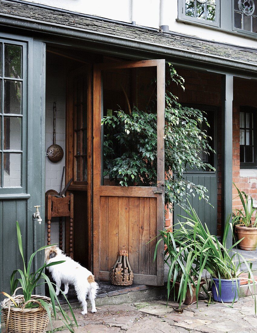 Ausschnitt eines Landhauses - Blumentöpfe auf Terrassenboden aus Naturstein und Hund vor offener Haustür