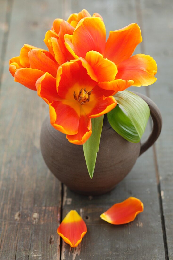 Orangefarbene Tulpen in einem Krug
