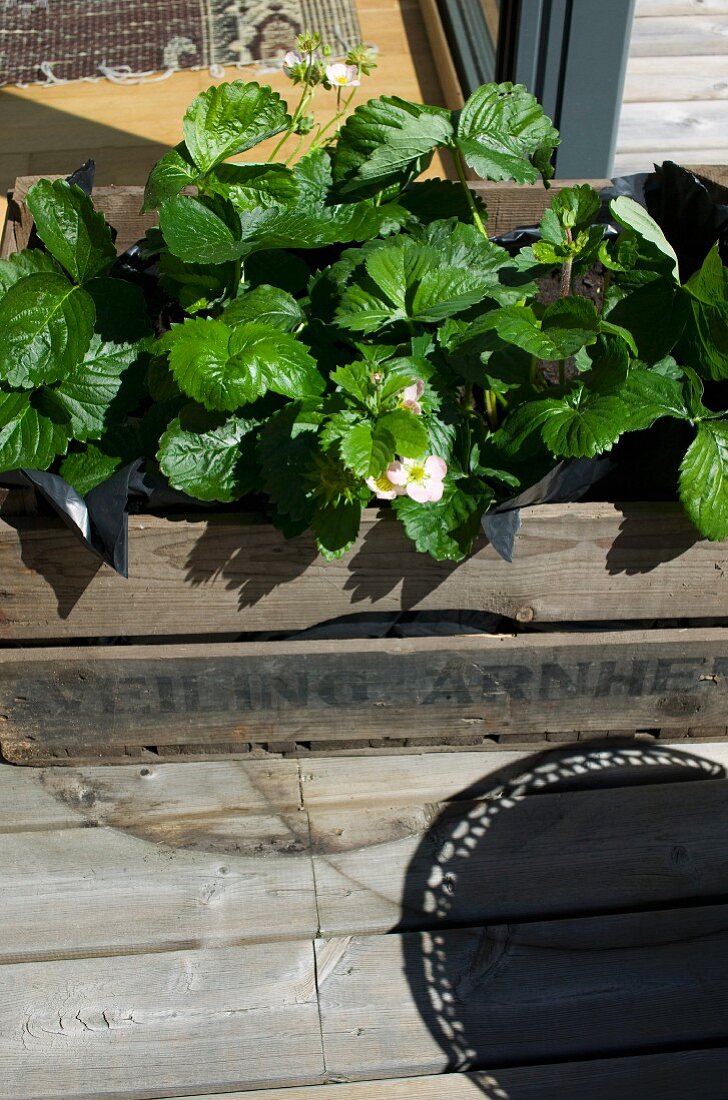 Flowering strawberry plants in vintage wooden crate on floor