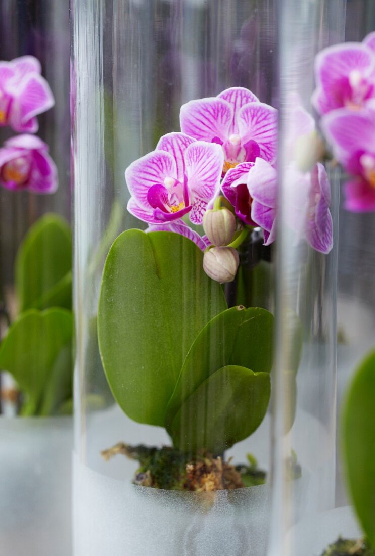 Phalaenopsis in jars
