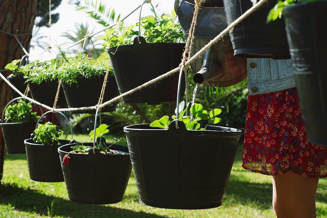 Frau giesst Pflanzen in auf Seilen hängenden Garteneimern