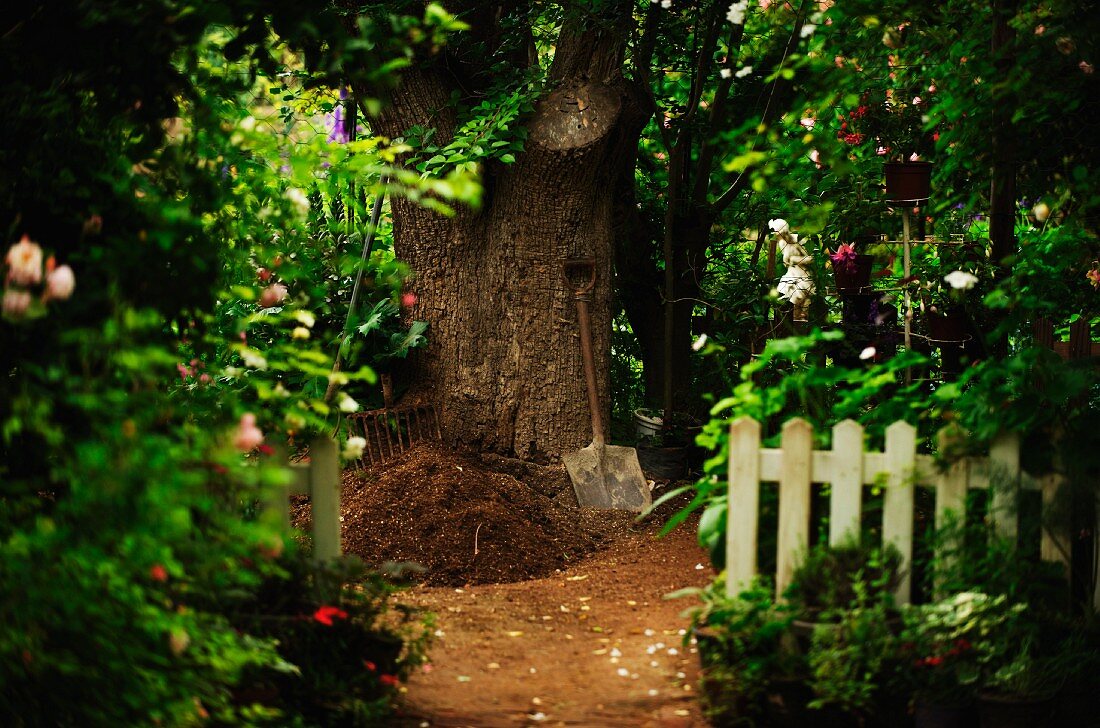 Spade and prepared planting hole in front of thick tree trunk in summer garden