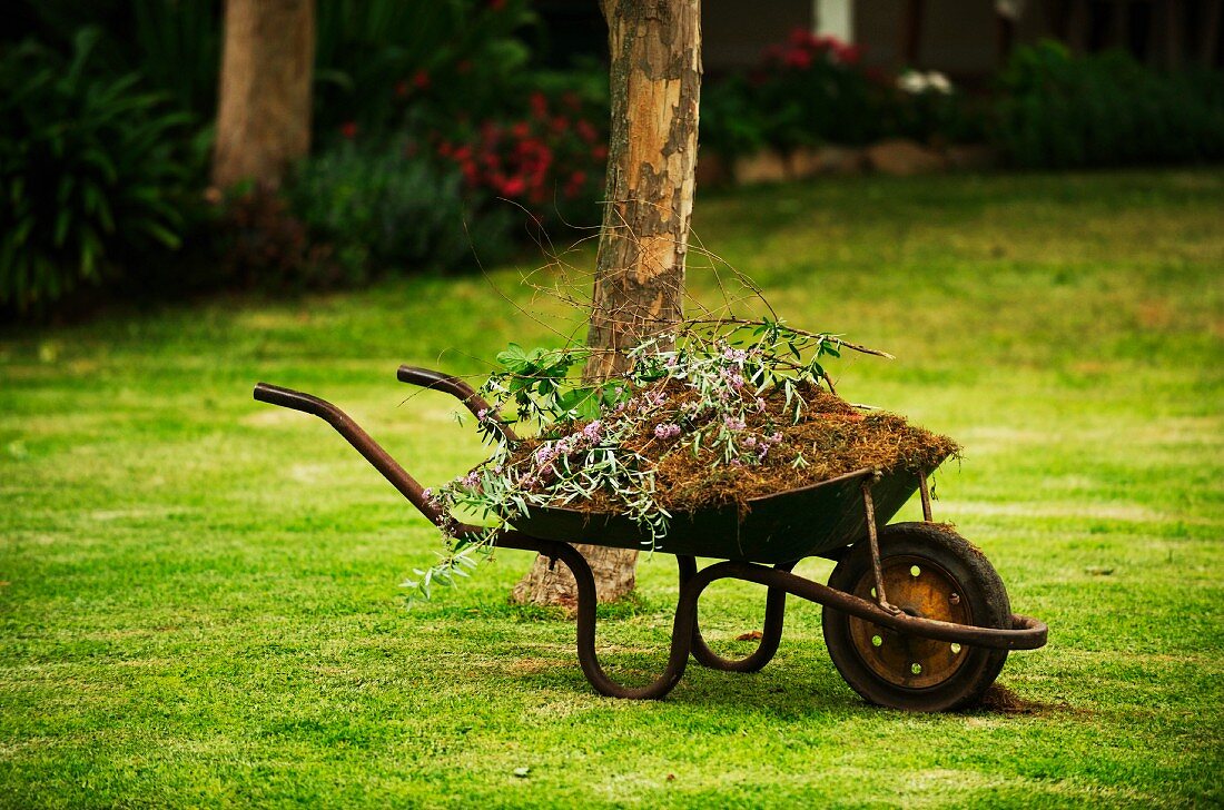 Alte Schubkarre mit Gartenabfällen auf frisch geschnittener Rasenfläche