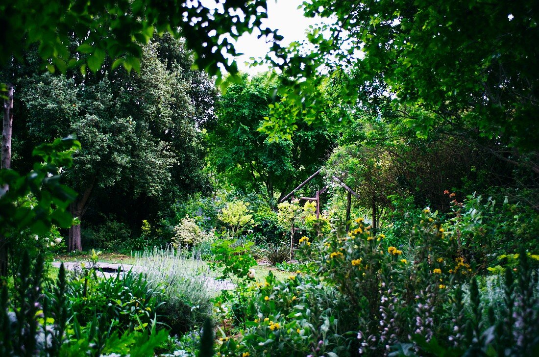 Summery cottage garden surrounded by dense green trees