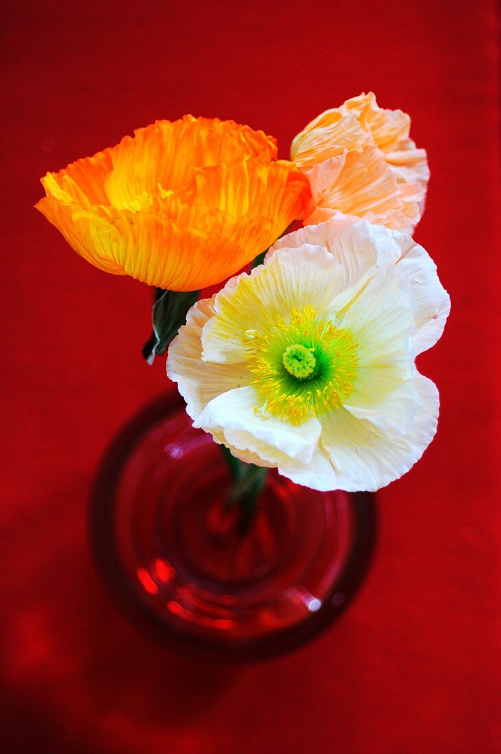 Three poppies in a red vase